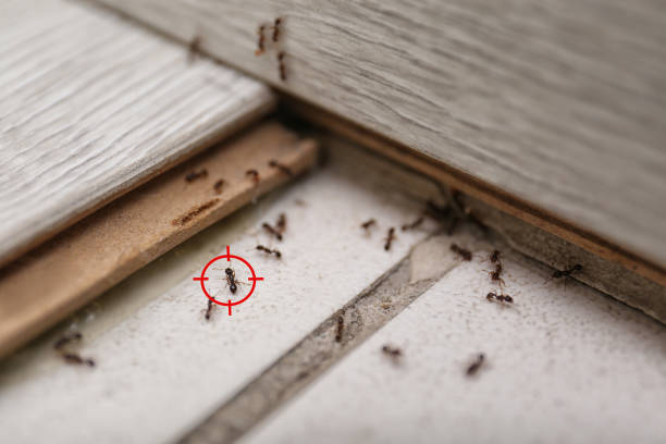 Best Bed Bug Extermination  in Chesterfield, MO