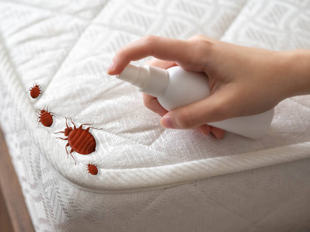 Best Insect Control  in Chesterfield, MO